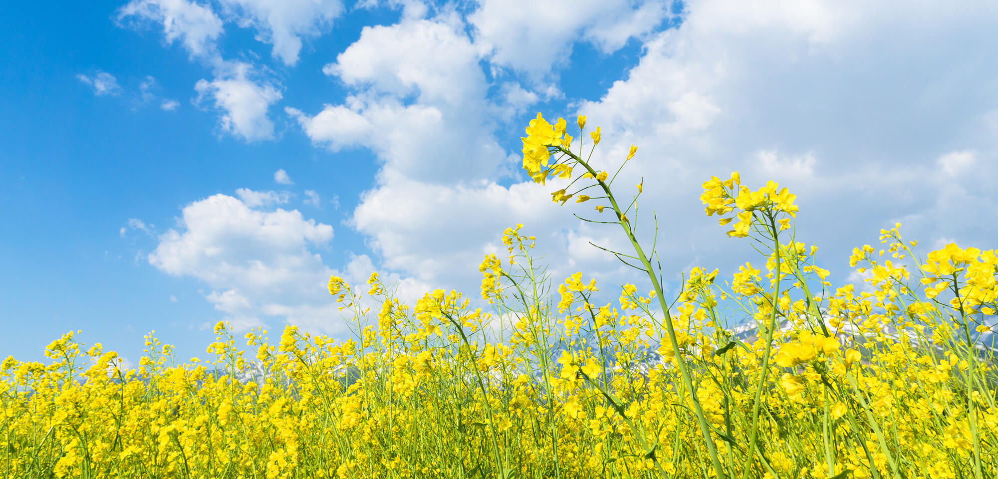 税理士法人恒輝　平松荘介事務所