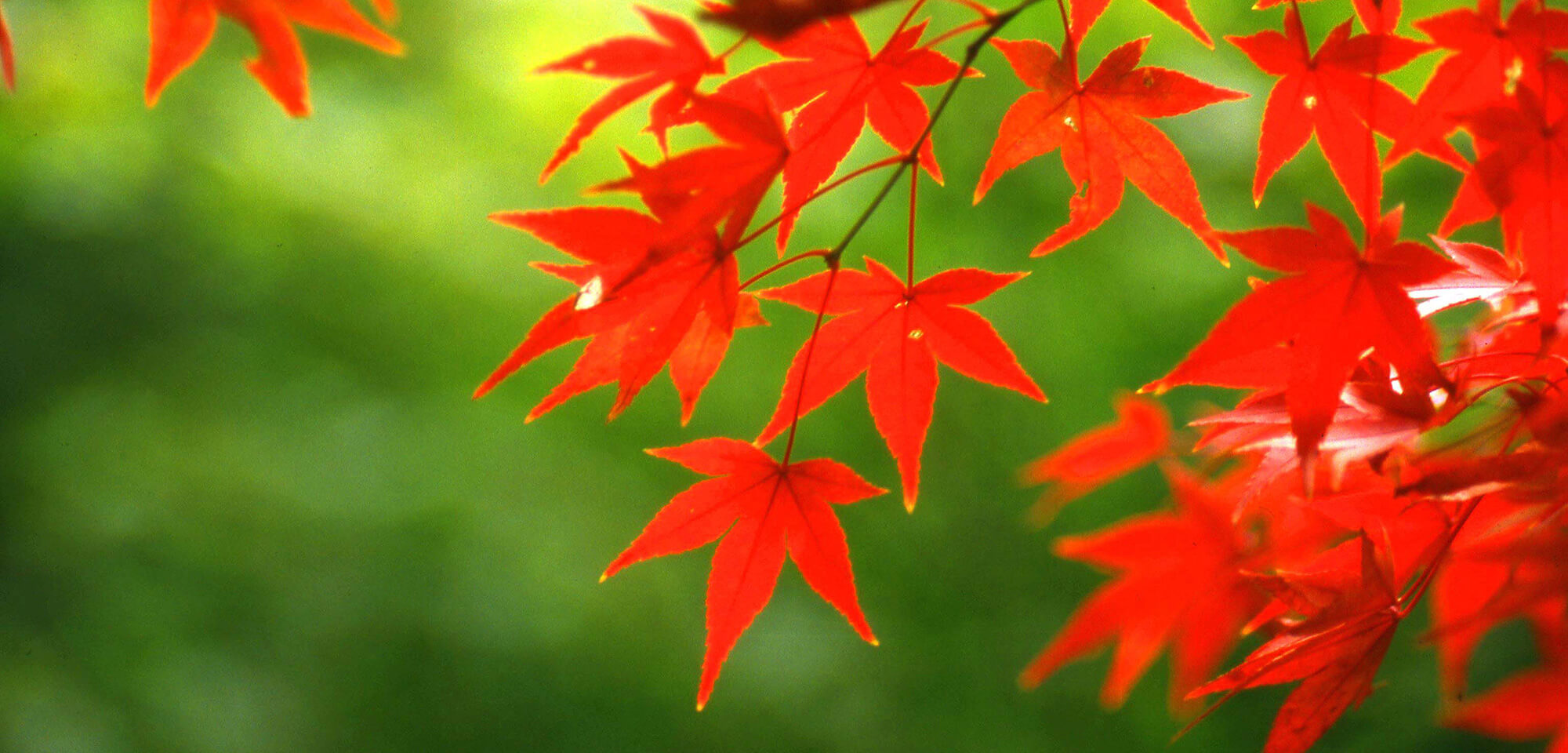 税理士法人恒輝　平松荘介事務所